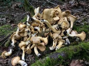 chanterelle mushrooms identifications