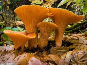 chanterelle mushrooms recipe