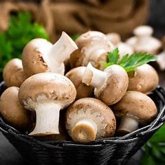 magic mushroom in Australia
magic mushrooms