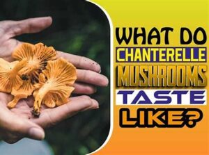 chanterelle mushrooms australia