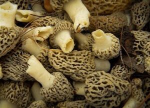 morel mushroom australia