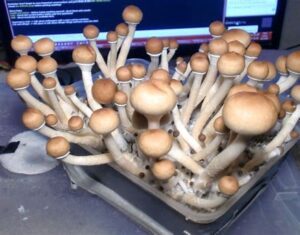how to grow magic mushrooms psilocybe semilanceata 