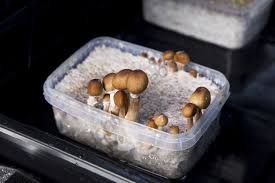 buy magic mushrooms
magic mushroom spores