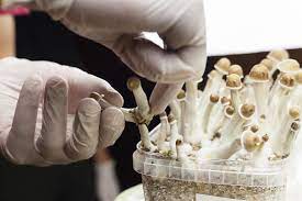 mushroom grow kits