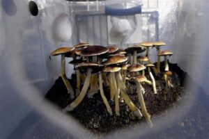 mushroom grow kits