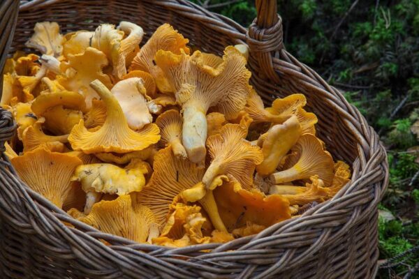 Chanterelle Mushroom mushroom grow kit australia